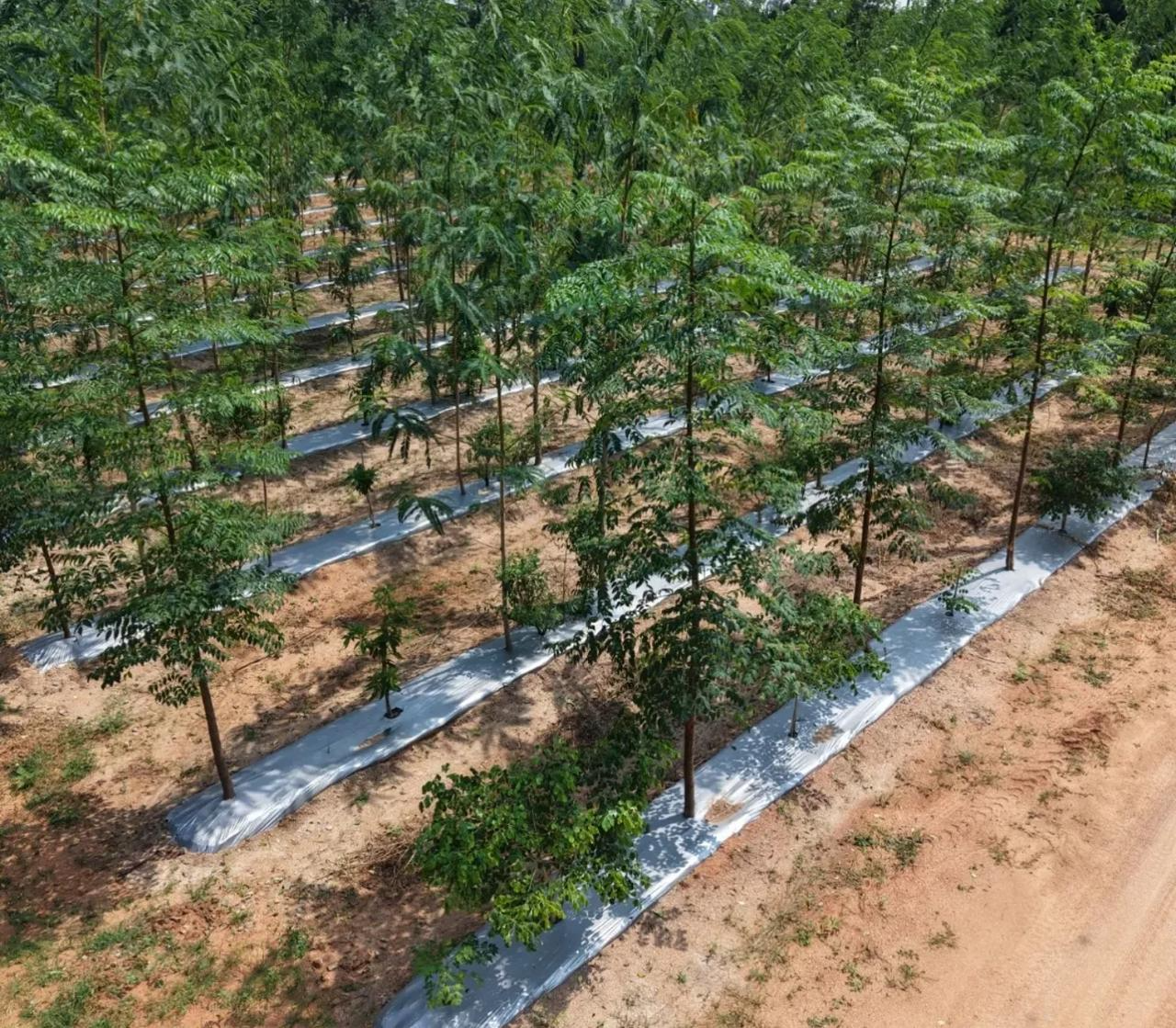 Managed White Sandalwood plantation rows